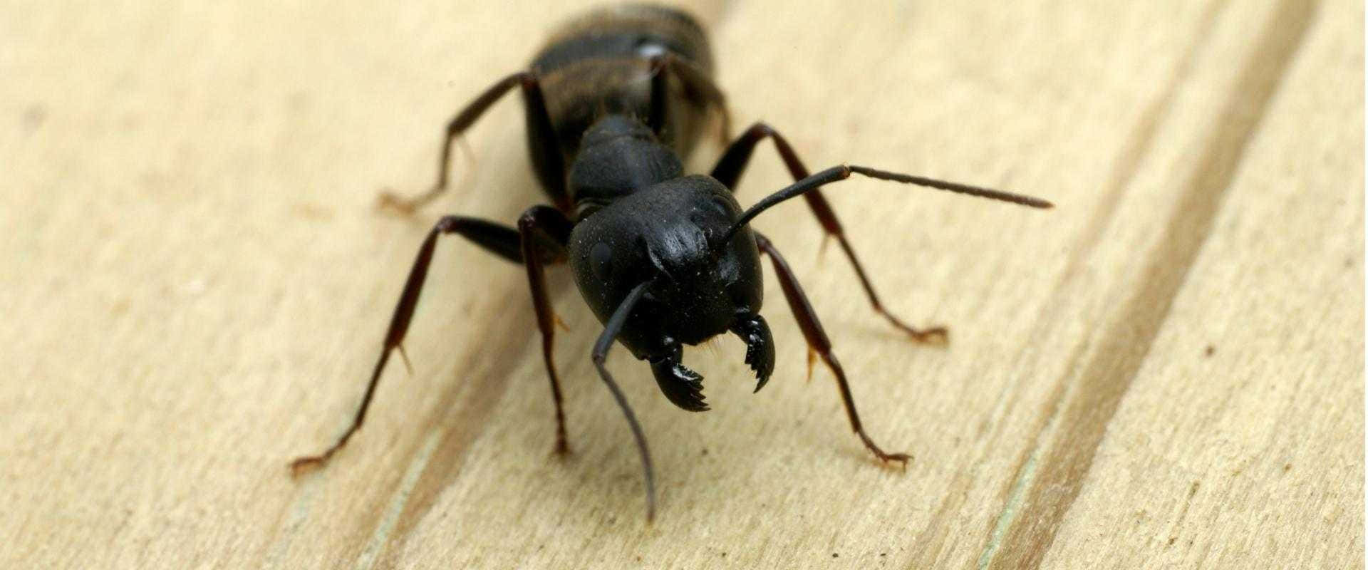 Carpenter Ant, black ant, mandibles, Full HD Desktop Wallpaper