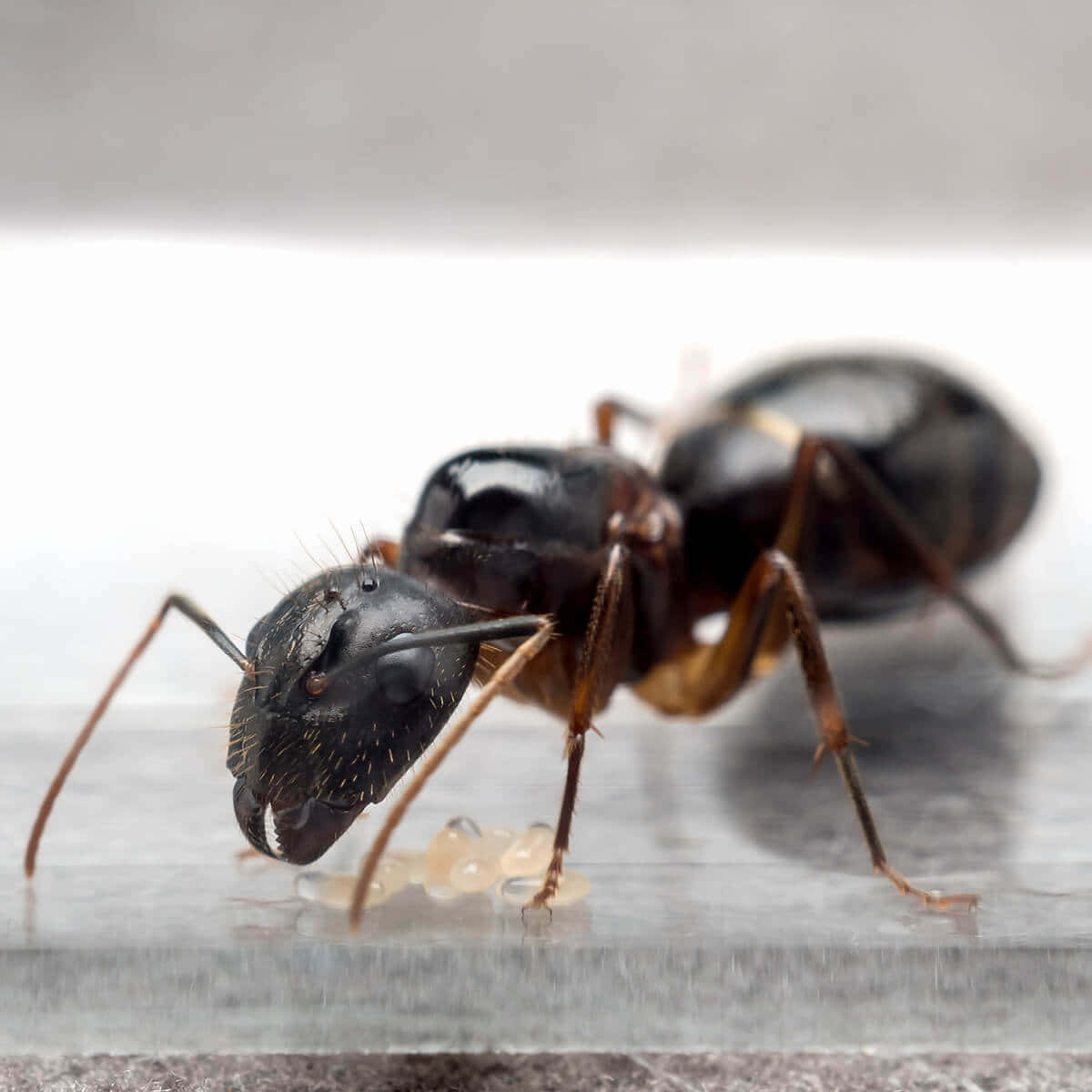 Carpenter Ant, black ant, brown legs, SD Desktop Wallpaper