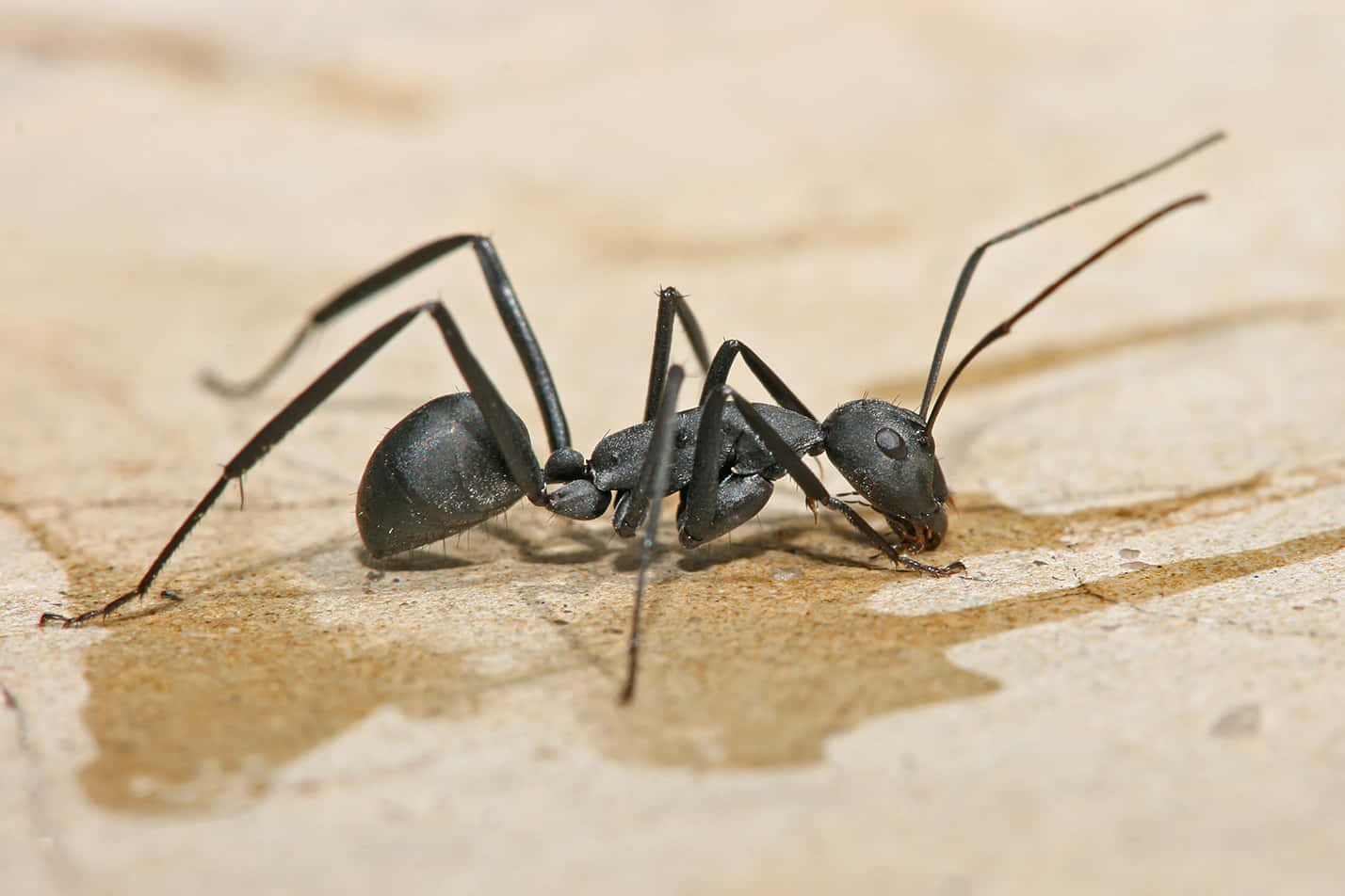 Carpenter Ant, black ant, long antennae, HD Desktop Wallpaper