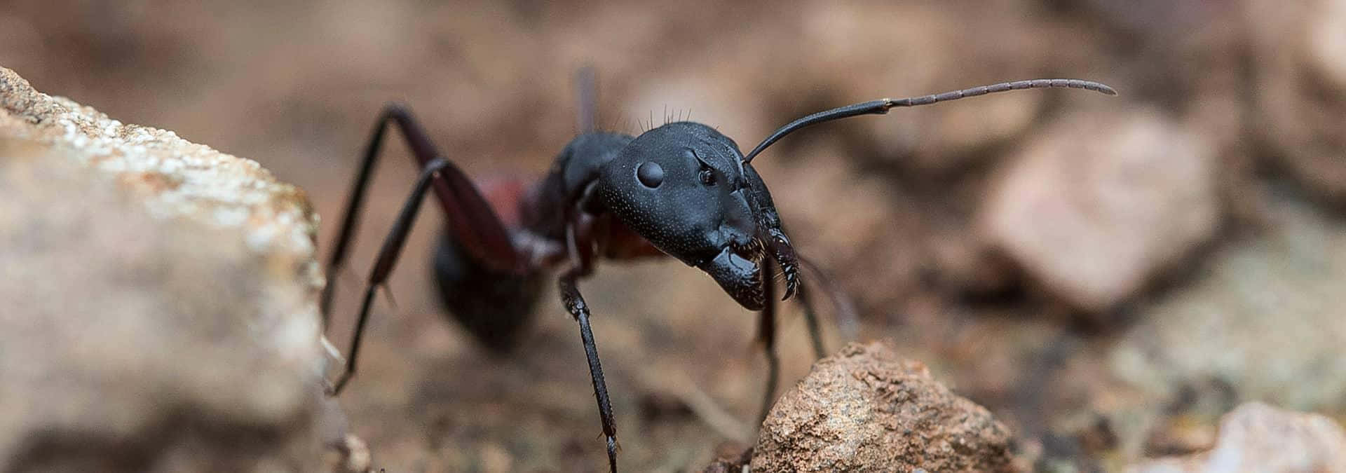 Carpenter Ant, black ant, reddish-brown abdomen, Full HD Desktop Wallpaper