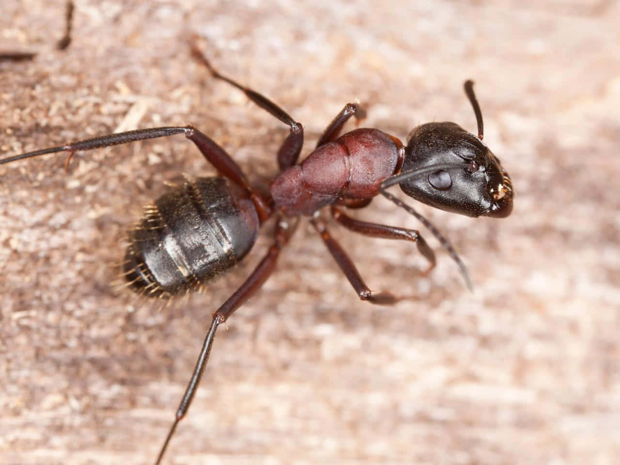 Carpenter Ant, black, reddish-brown, HD Desktop Wallpaper