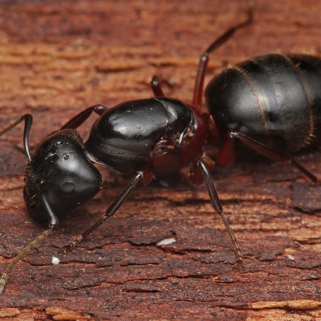 Carpenter Ant, glossy black, reddish-brown legs, SD Desktop Wallpaper