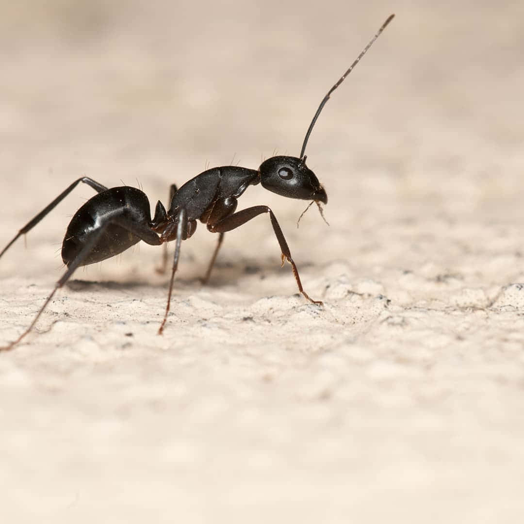Carpenter Ant, glossy black, textured beige surface, SD Desktop Wallpaper