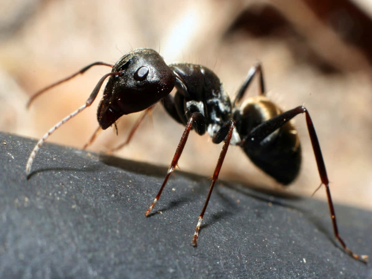 Carpenter Ant, black ant, yellow-banded abdomen, SD Desktop Wallpaper