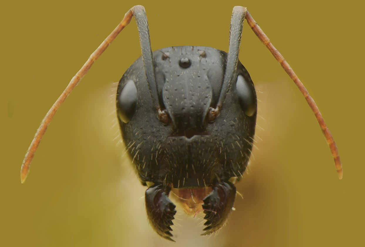 Carpenter Ant, black exoskeleton, large compound eyes, SD Desktop Wallpaper