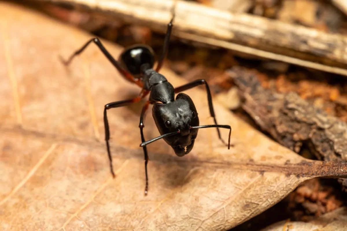 Carpenter Ant, glossy black, red legs, SD Desktop Wallpaper
