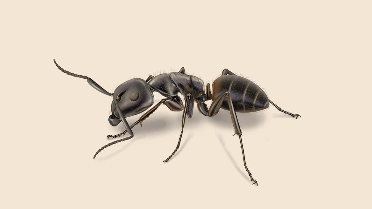 Carpenter Ant, black ant, segmented body, HD Desktop Wallpaper