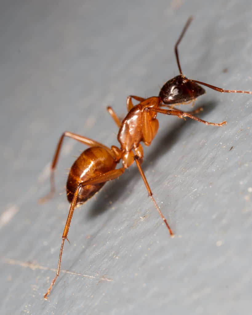 Carpenter Ant, reddish-brown, dark head, SD Phone Wallpaper