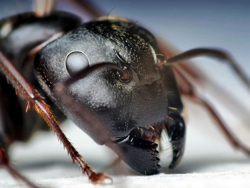 Carpenter Ant, compound eye, mandibles, SD Desktop Wallpaper