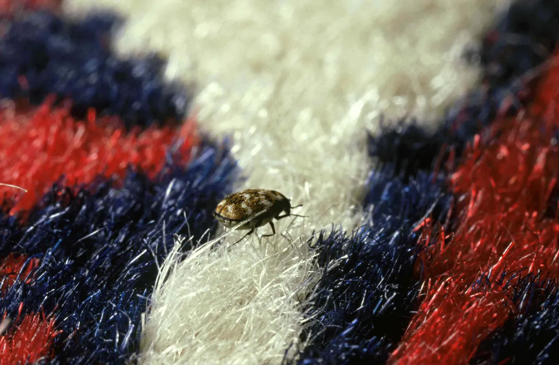 Carpet Beetle