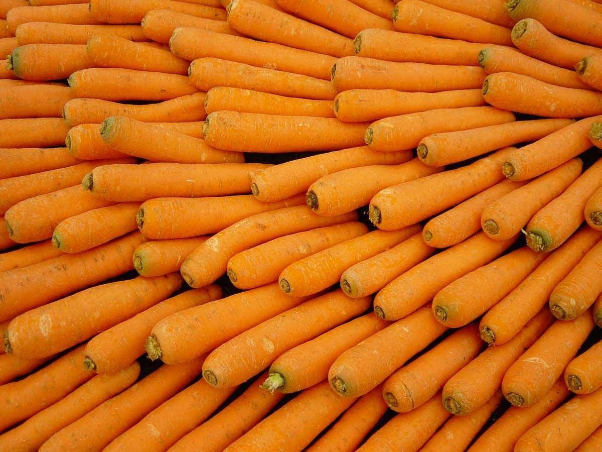 orange carrot, root vegetables, green tops, SD Desktop Wallpaper