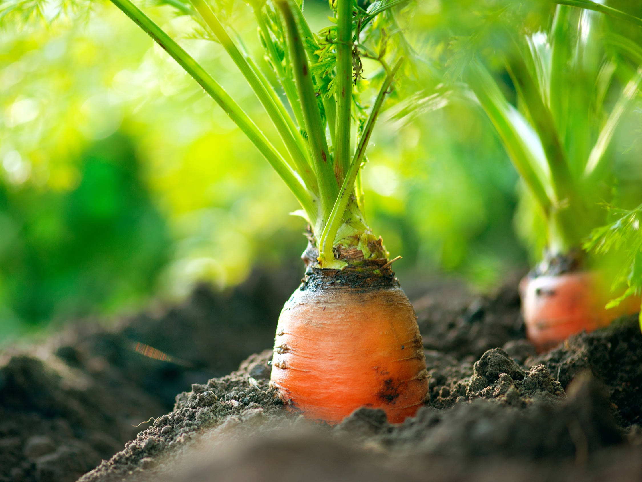 carrot, orange, green tops, Full HD Desktop Wallpaper