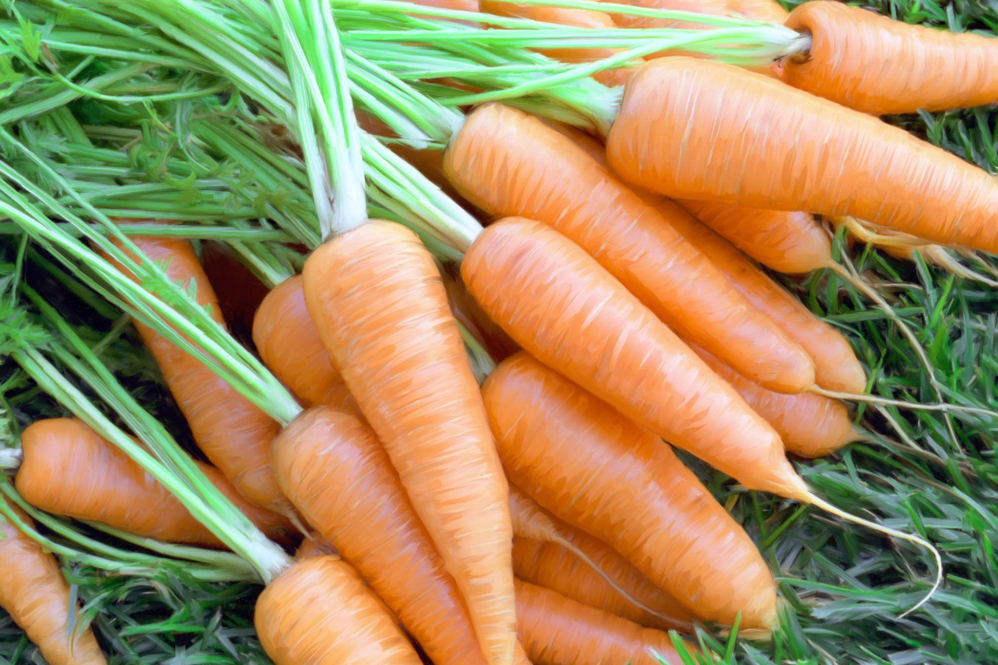 orange carrot vegetables, green tops, vibrant green grass, Full HD Desktop Wallpaper