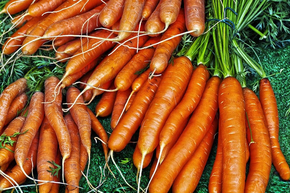 fresh organic carrot, root vegetables, green tops, SD Desktop Wallpaper