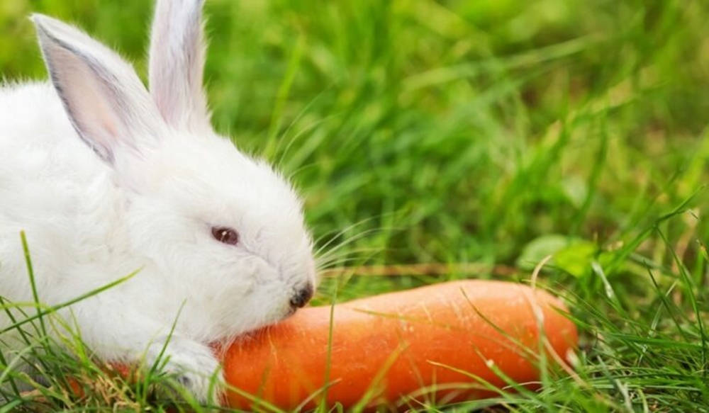 cute rabbit, bright orange carrot, vibrant green grass, SD Desktop Wallpaper