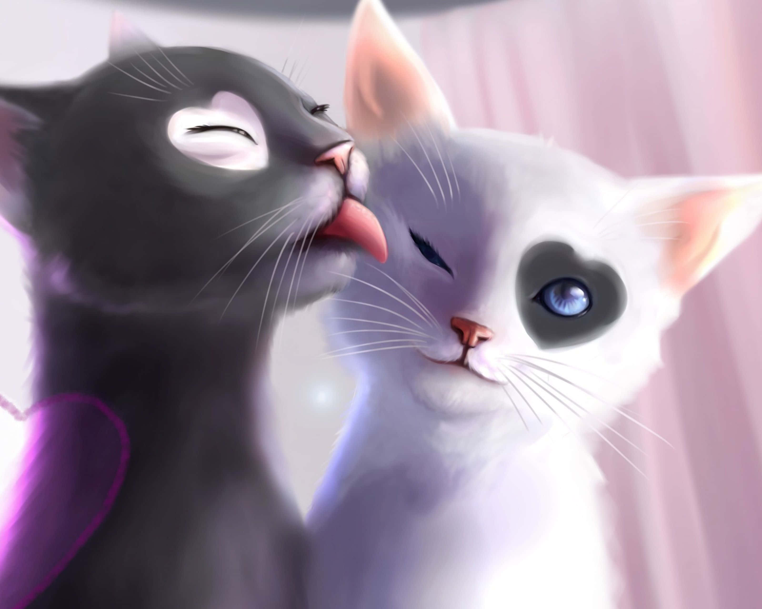 black cat, white cat, heart-shaped blue eye, 2K Desktop Wallpaper