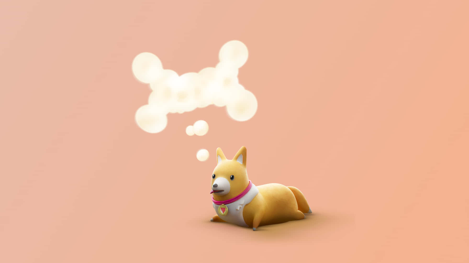 corgi, white vest, pink collar, Full HD Desktop Wallpaper