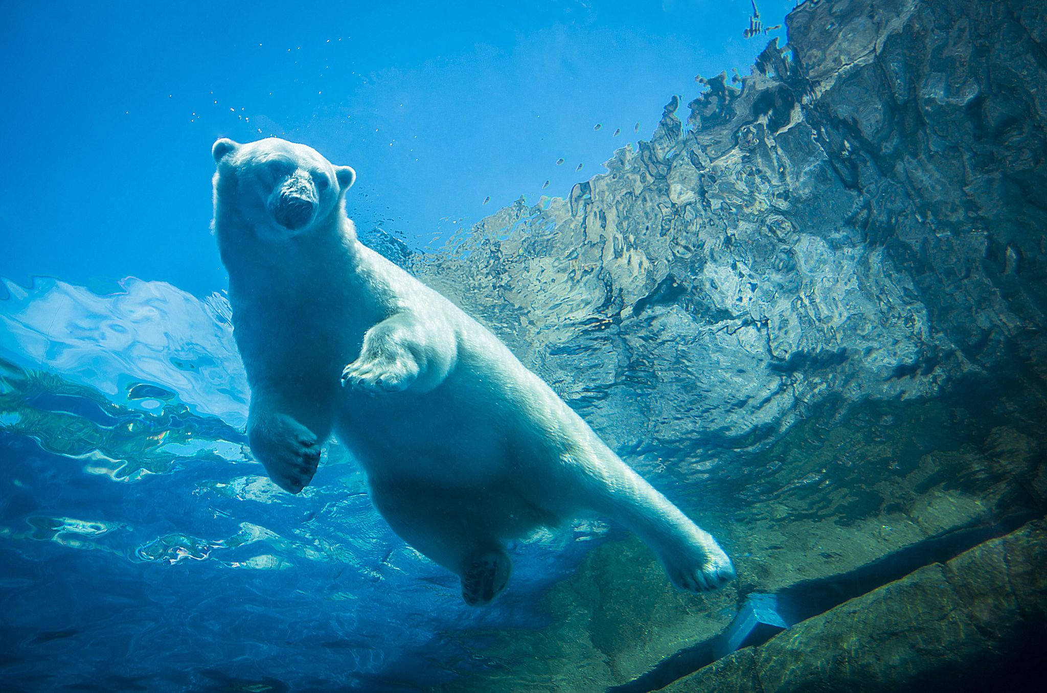 polar bear, underwater, rocky cliffs, Full HD Desktop Wallpaper