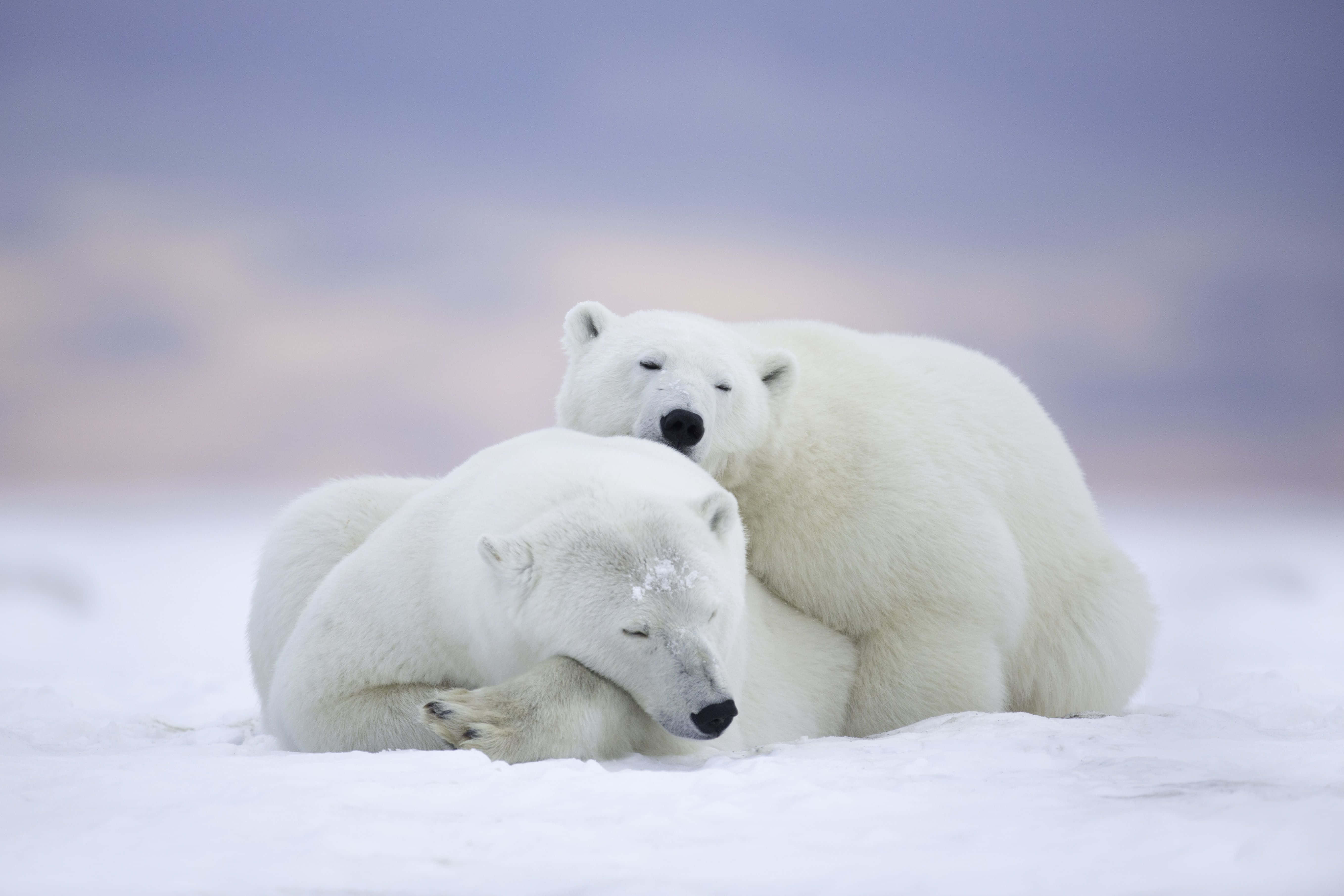 Cartoon Polar Bear, polar bears, snowy plain, 5K Desktop Wallpaper