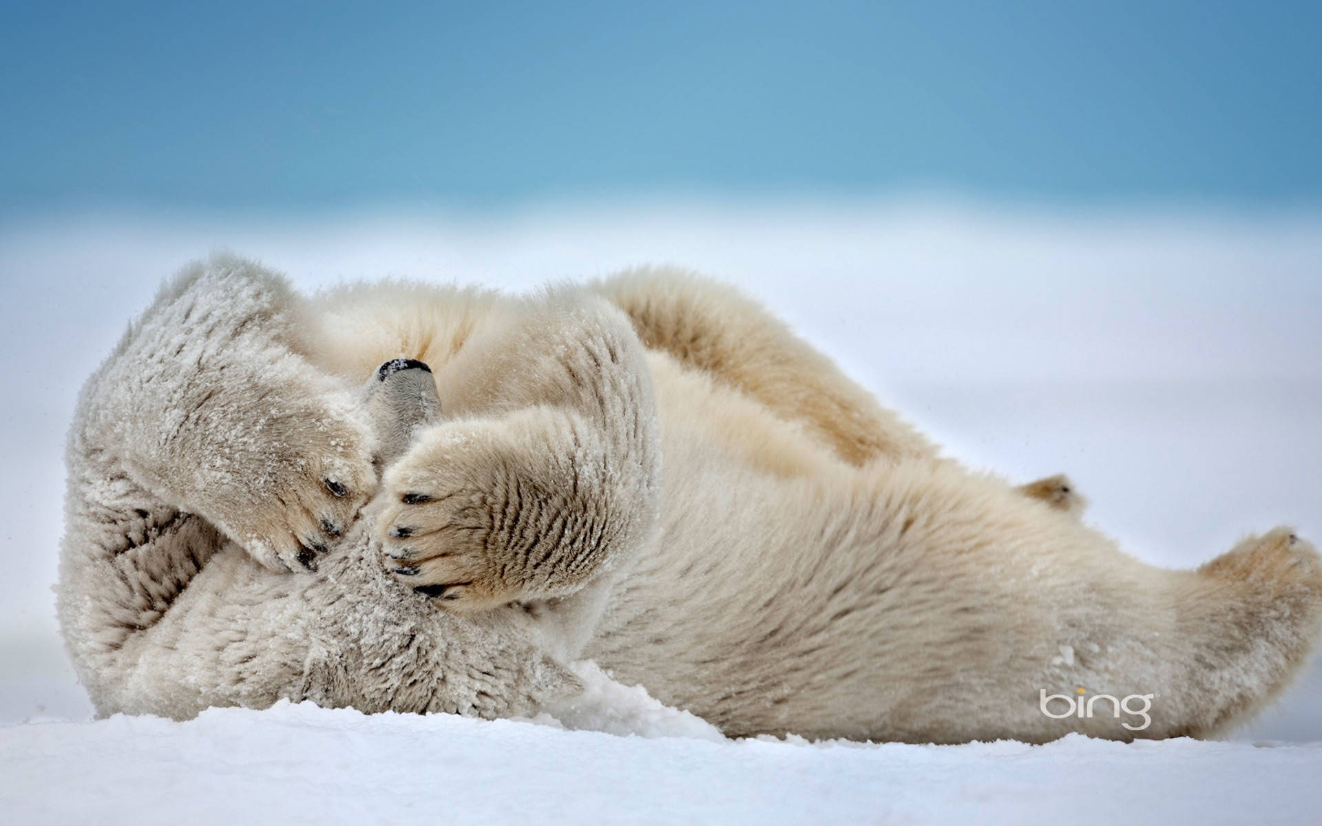 Polar Bear, winter, snow, Full HD Desktop Wallpaper