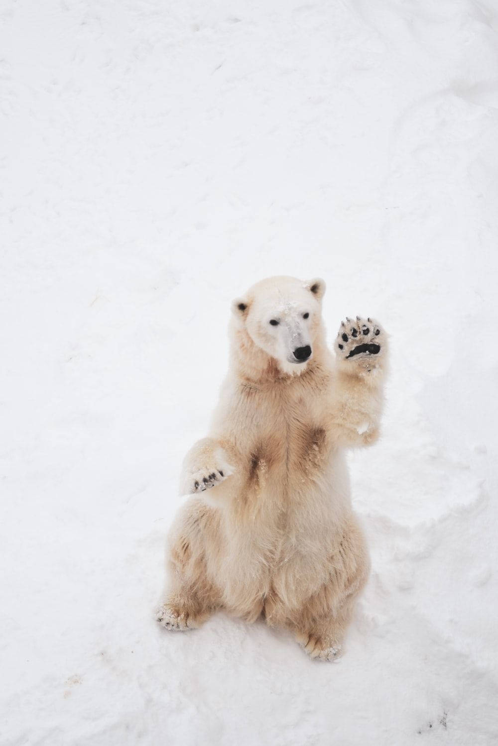 Polar Bear, waving, deep snow, HD Phone Wallpaper