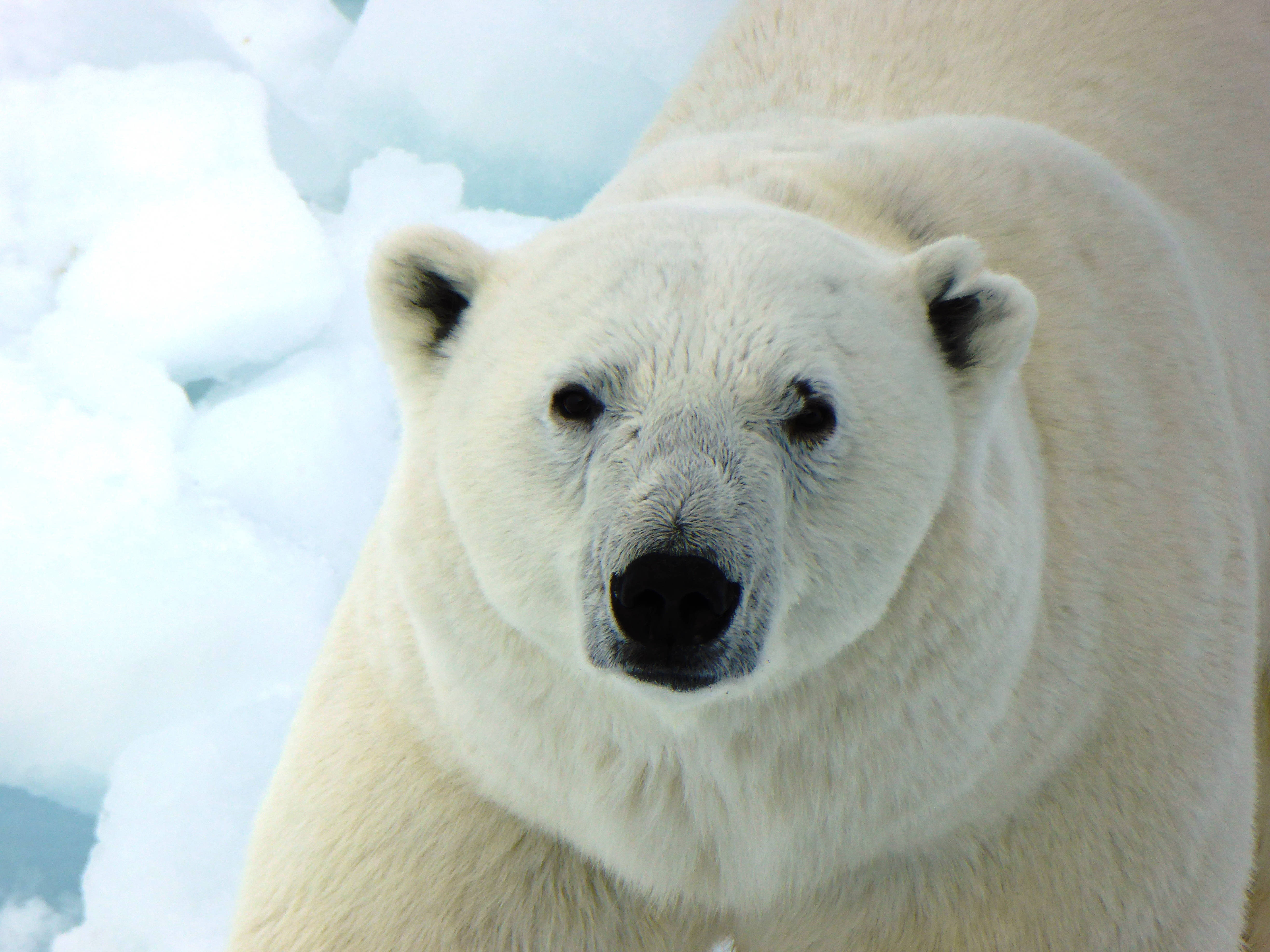 polar bear, thick white fur, dark eyes, 4K Desktop Wallpaper