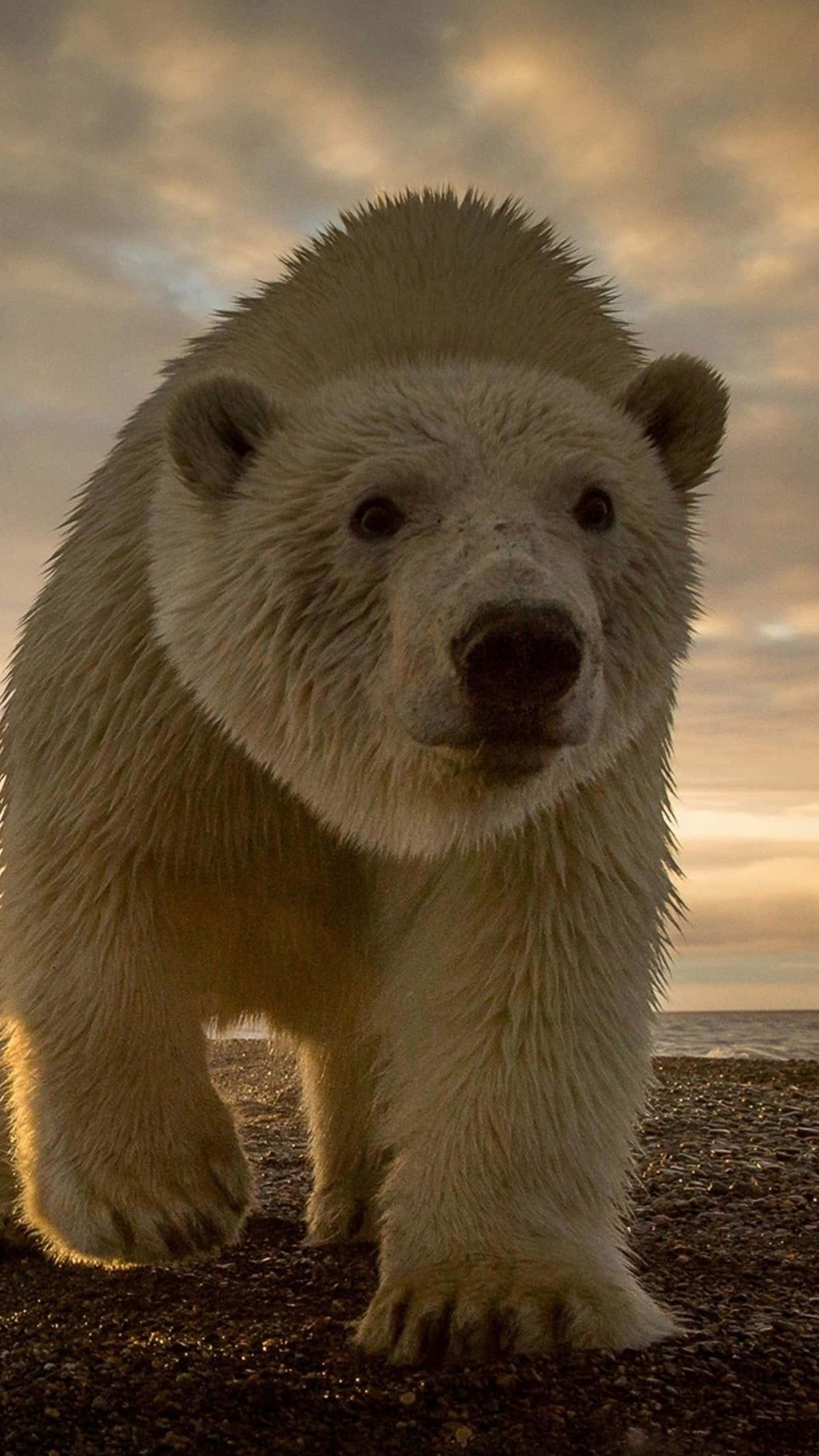 polar bear, rocky shore, golden sunset sky, Full HD Phone Wallpaper