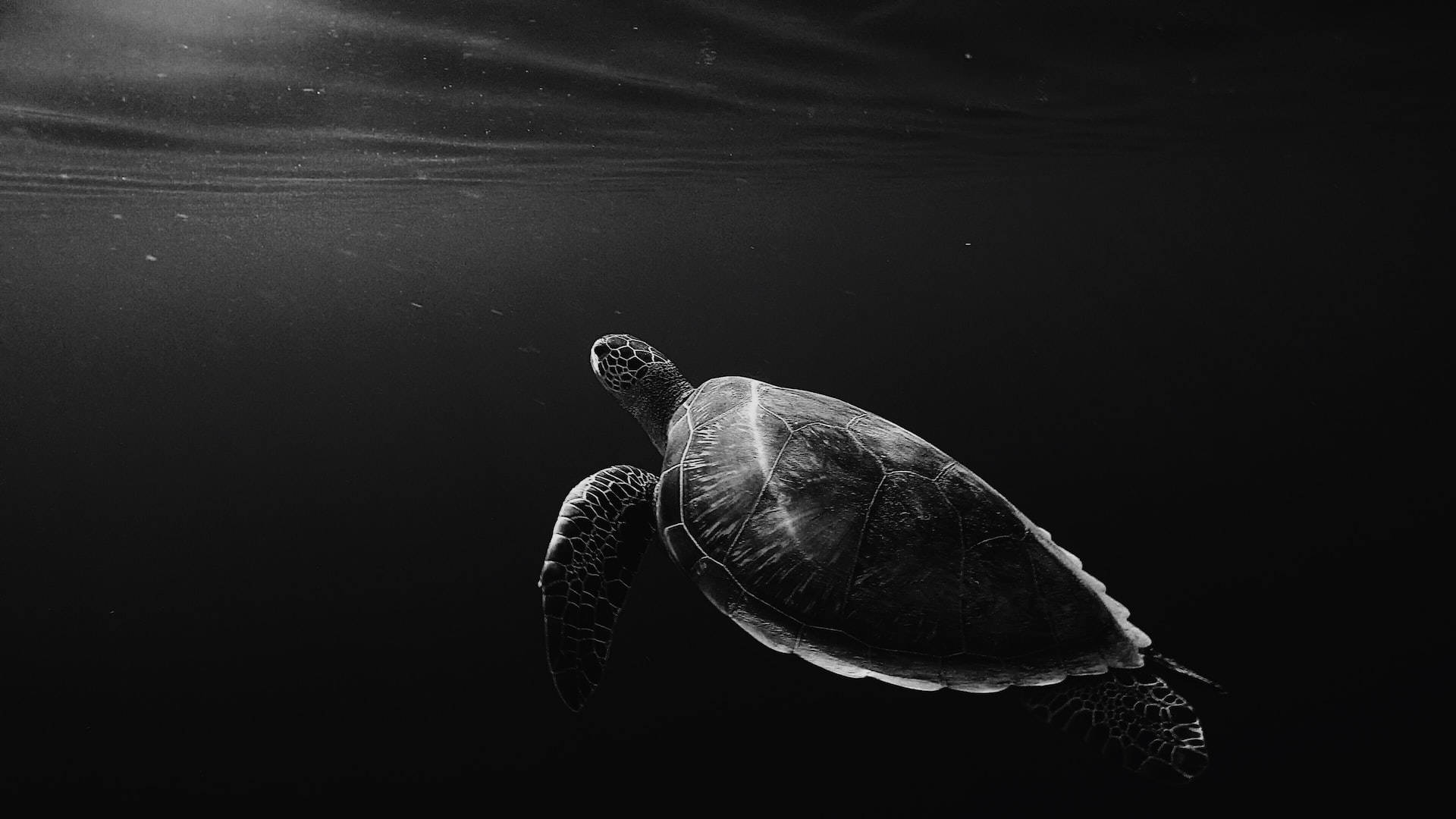 swimming turtle, black tablet, deep ocean waters, Full HD Desktop Wallpaper