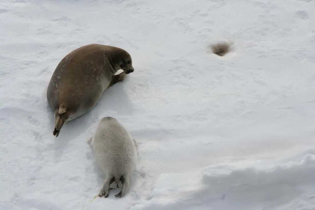 Caspian Seal