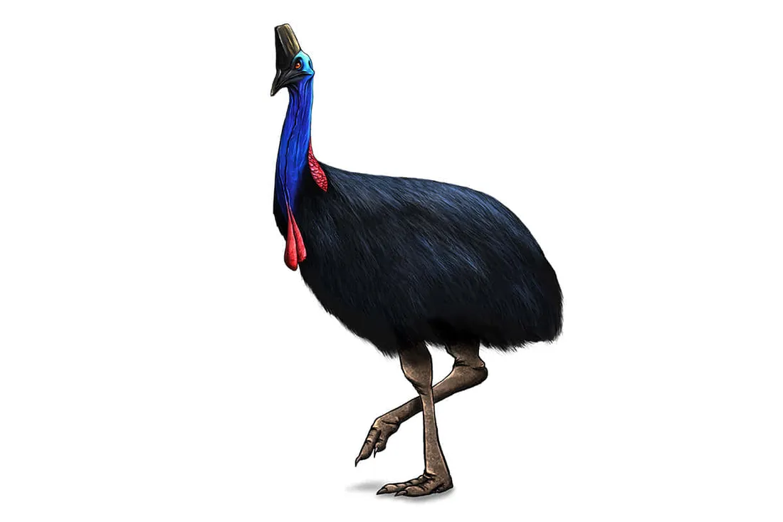 Cassowary