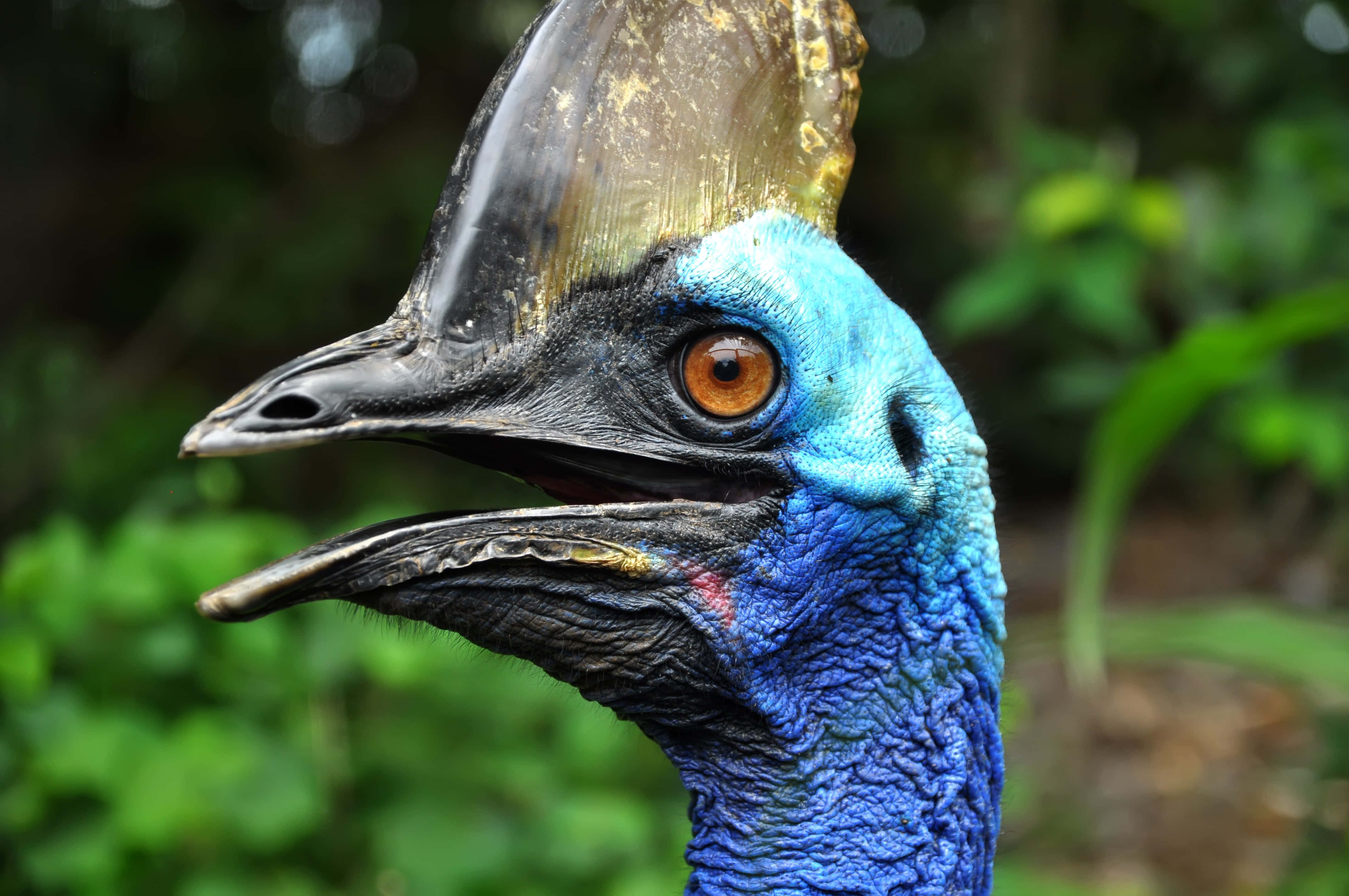 cassowary, vivid blue neck, golden casque, 4K Desktop Wallpaper