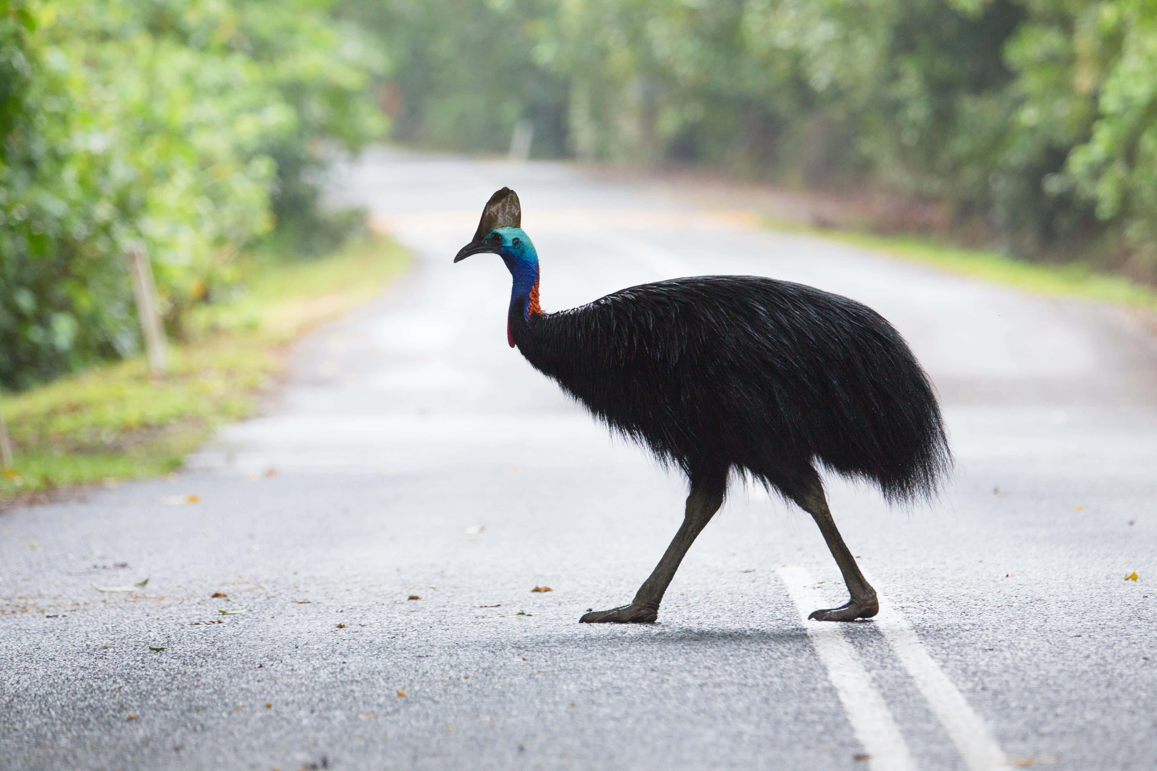 Cassowary, iridescent blue neck, black feathers, 4K Desktop Wallpaper