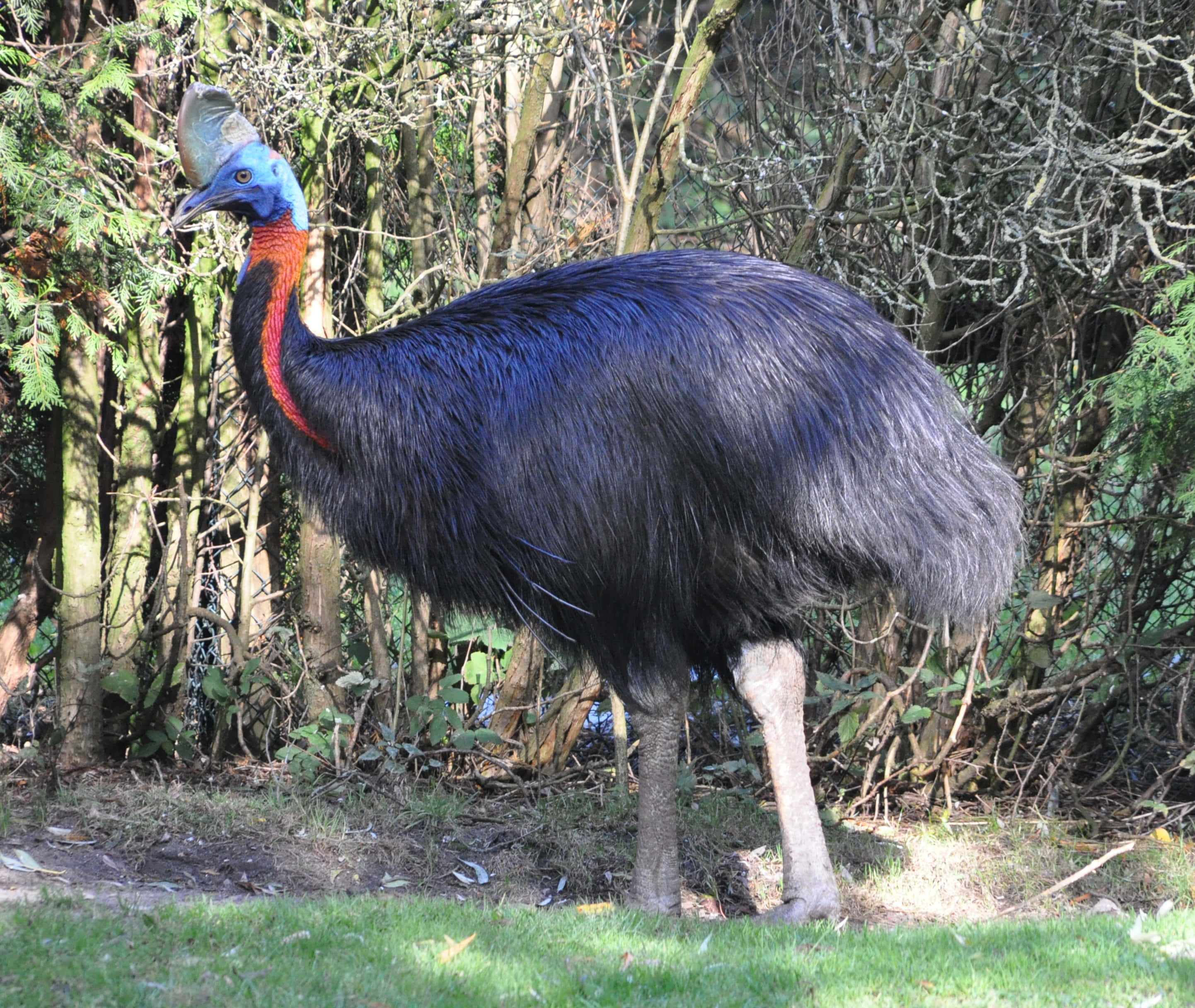 Cassowary, sunlit forest clearing, dark feathers, 2K Desktop Wallpaper