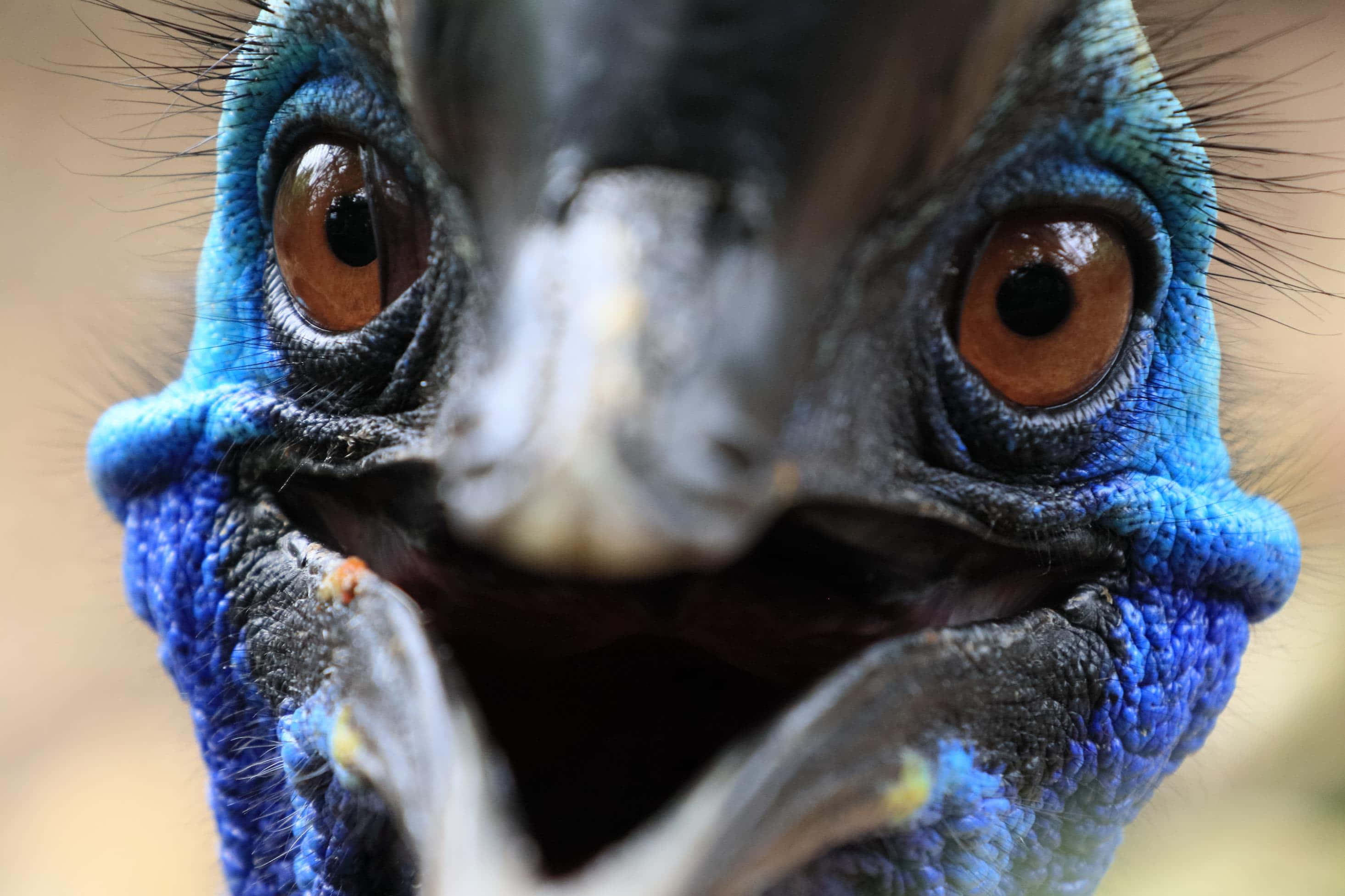 cassowary, vivid blue head, piercing brown eyes, 2K Desktop Wallpaper