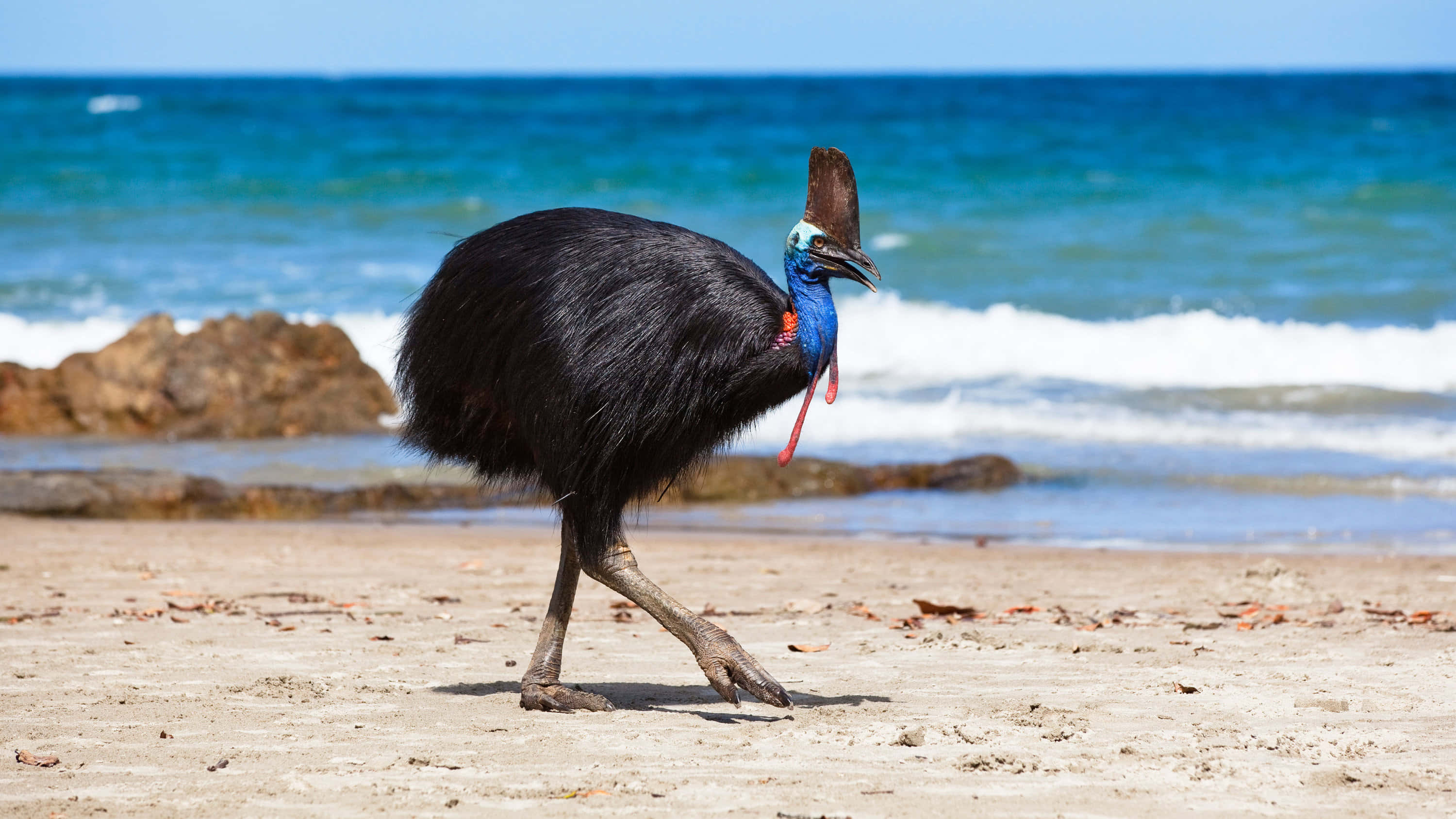 cassowary, sunlit sandy beach, turquoise ocean waves, 2K Desktop Wallpaper