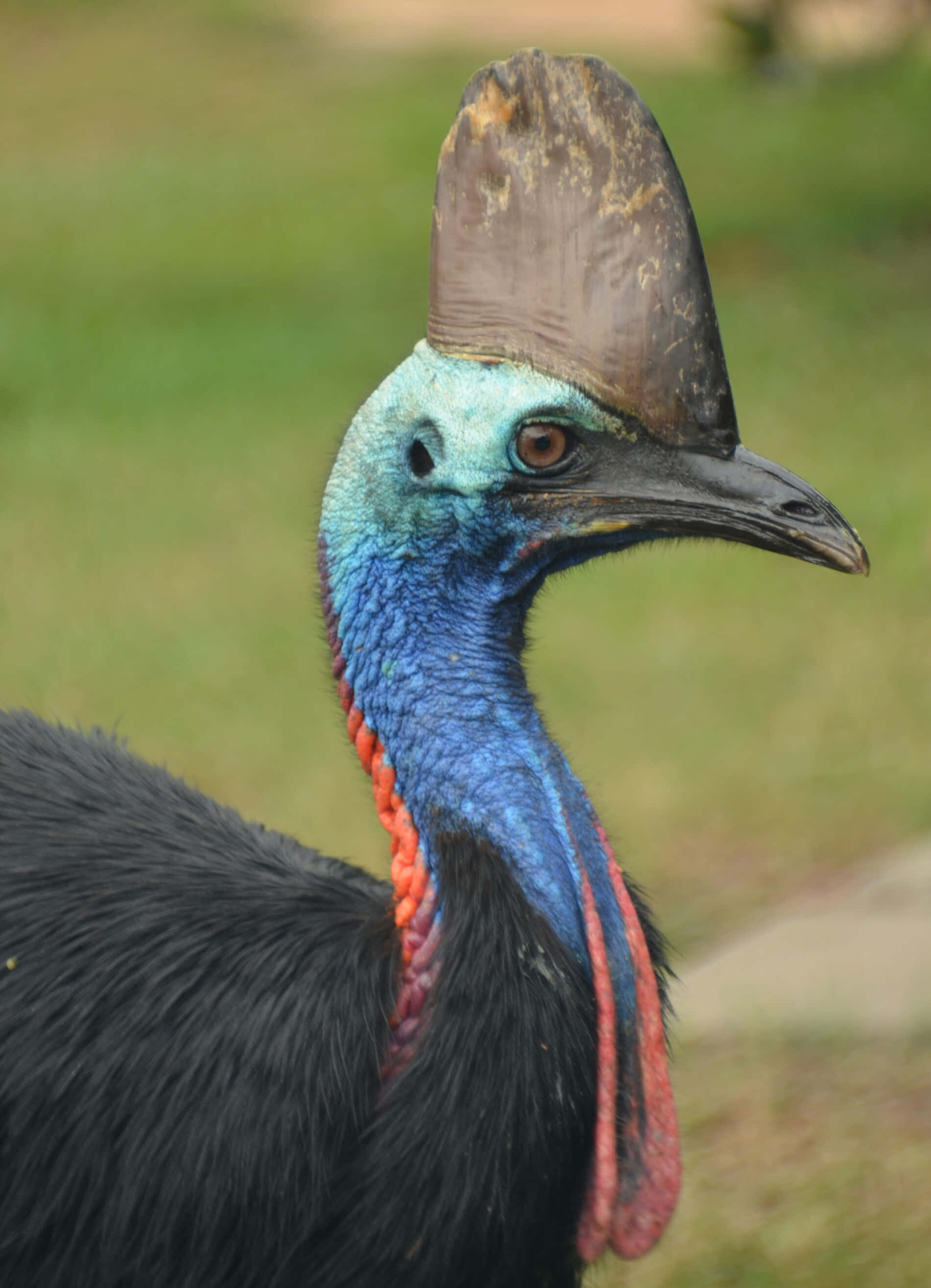 cassowary, vibrant blue neck, distinctive brown helmet, 2K Phone Wallpaper