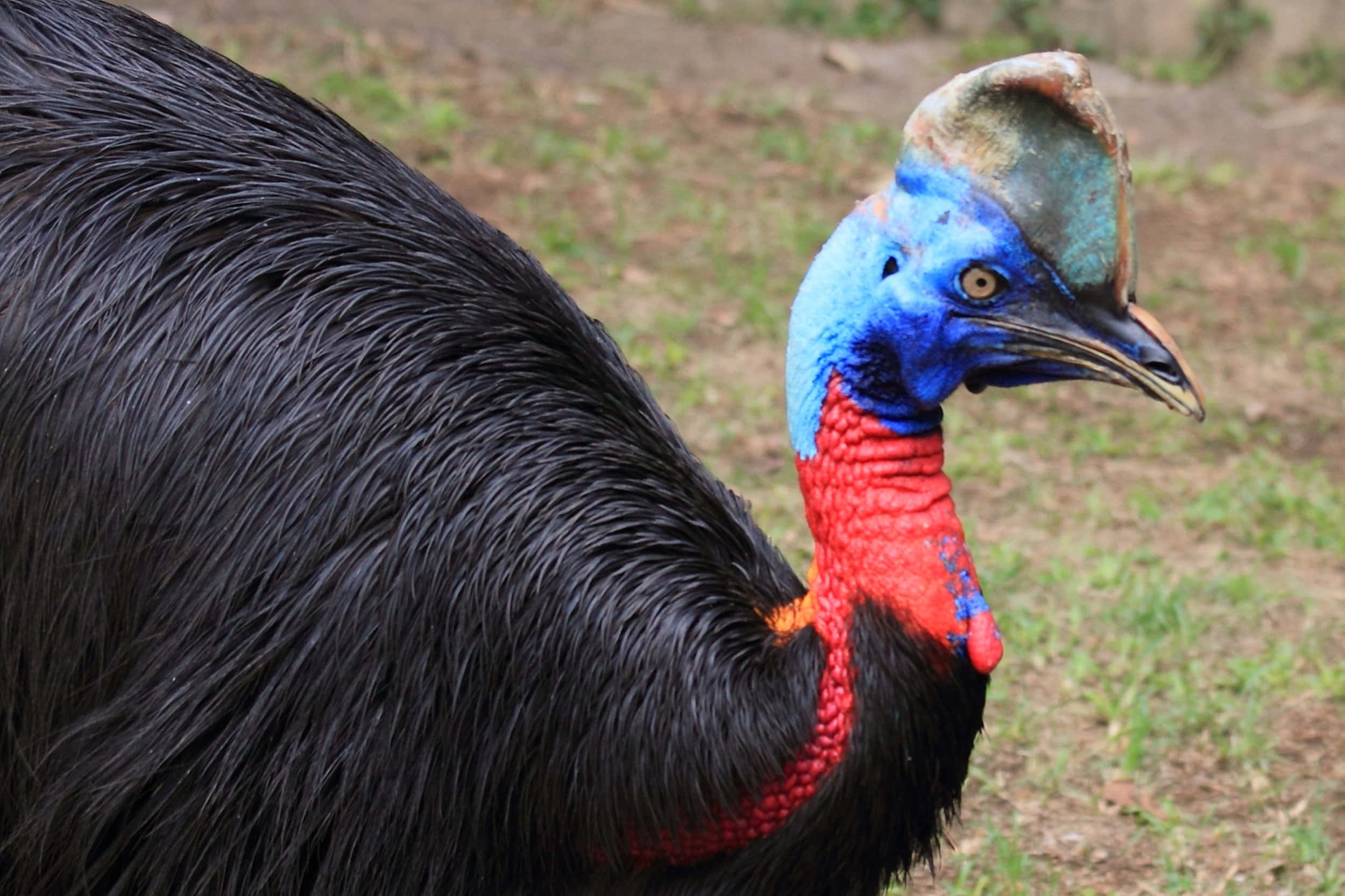 colorful cassowary, vibrant blue neck, red wattle, Full HD Desktop Wallpaper