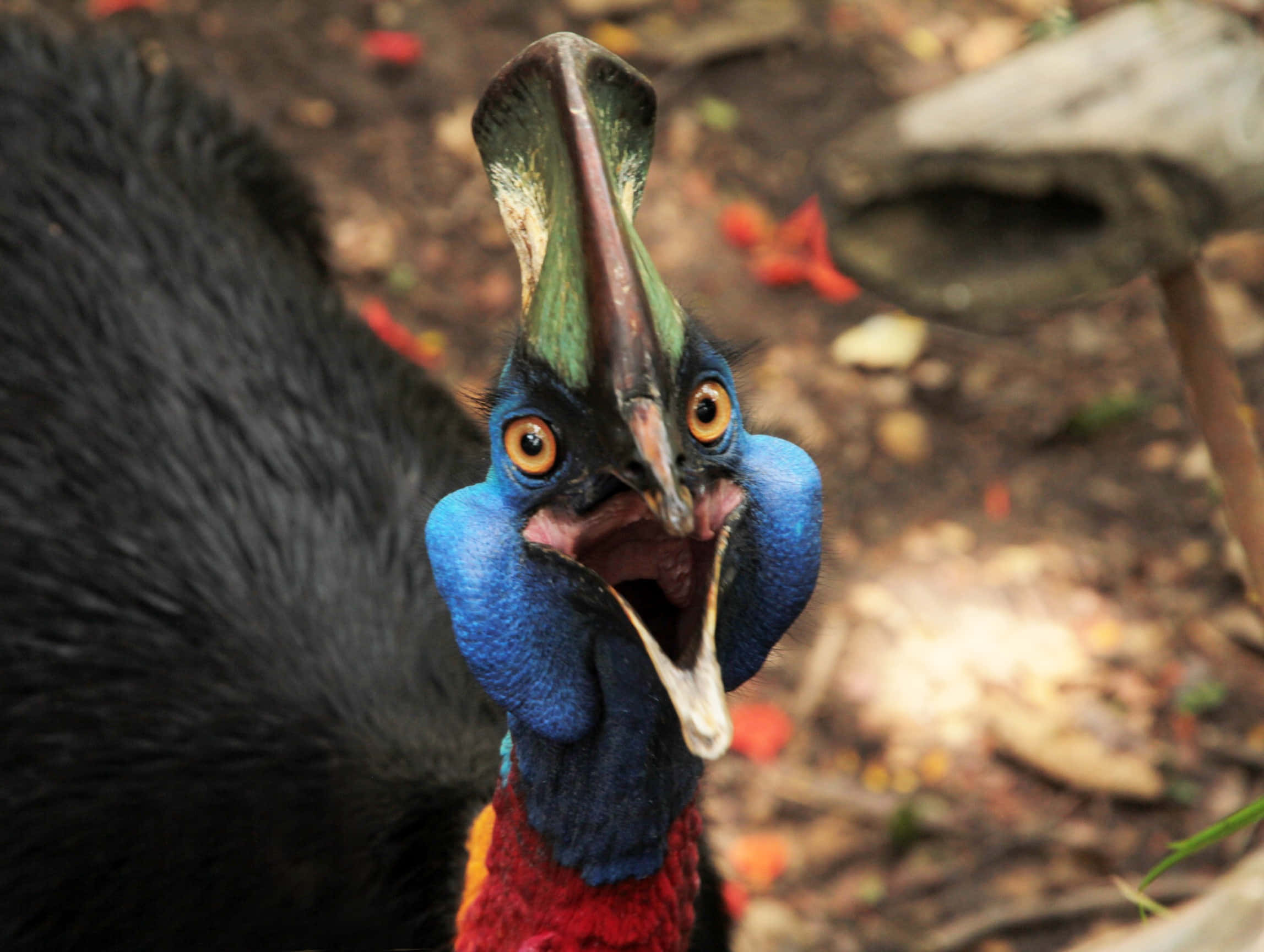 cassowary, vibrant blue neck, orange eyes, Full HD Desktop Wallpaper