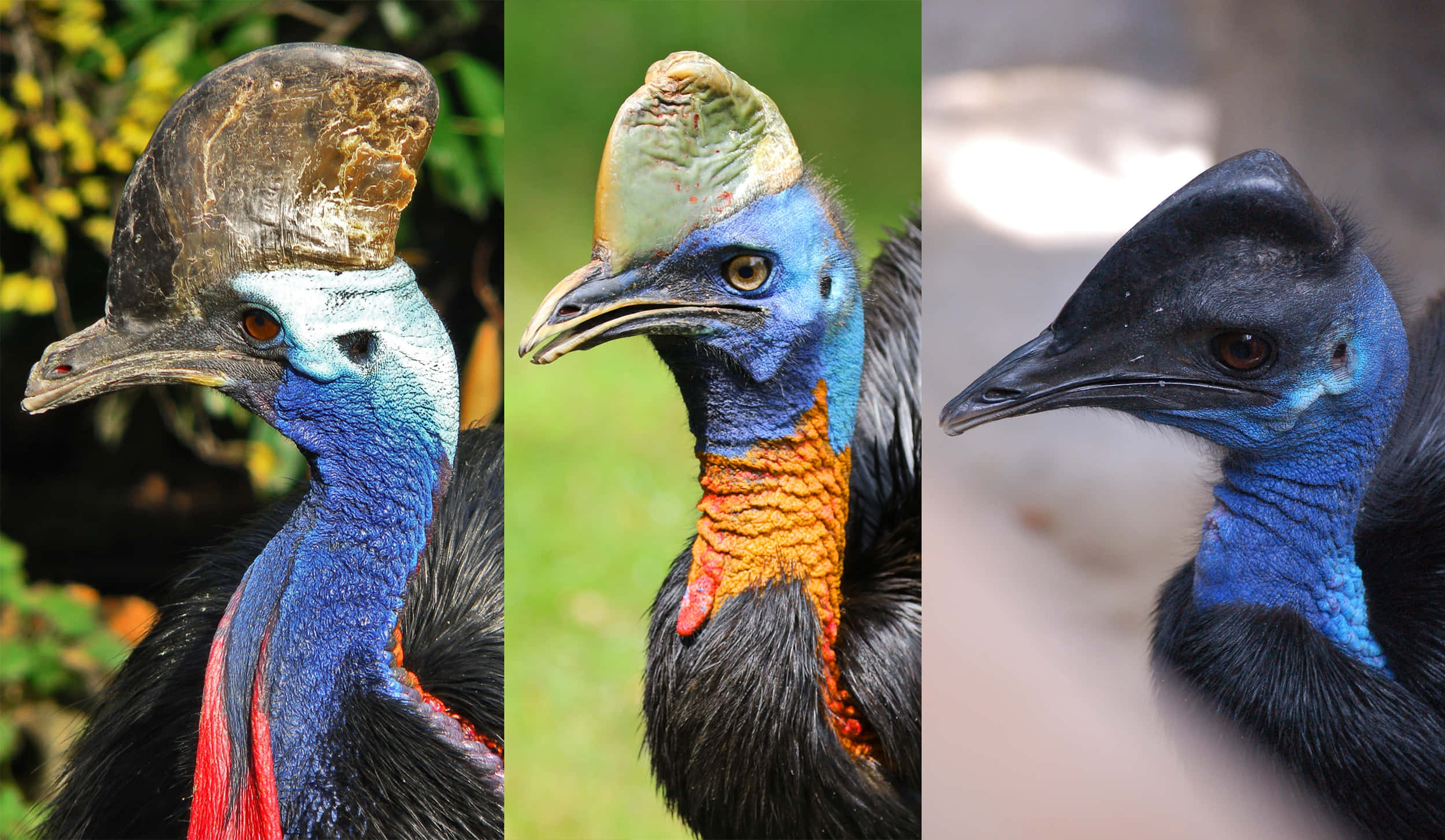 cassowary, vibrant blue necks, distinctive casques, Full HD Desktop Wallpaper