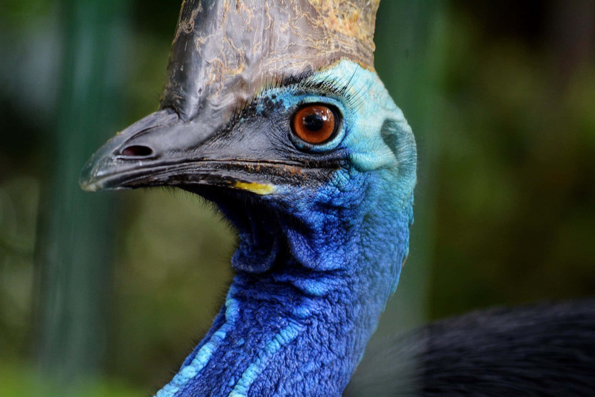 cassowary, vivid blue neck, intense orange eye, Full HD Desktop Wallpaper