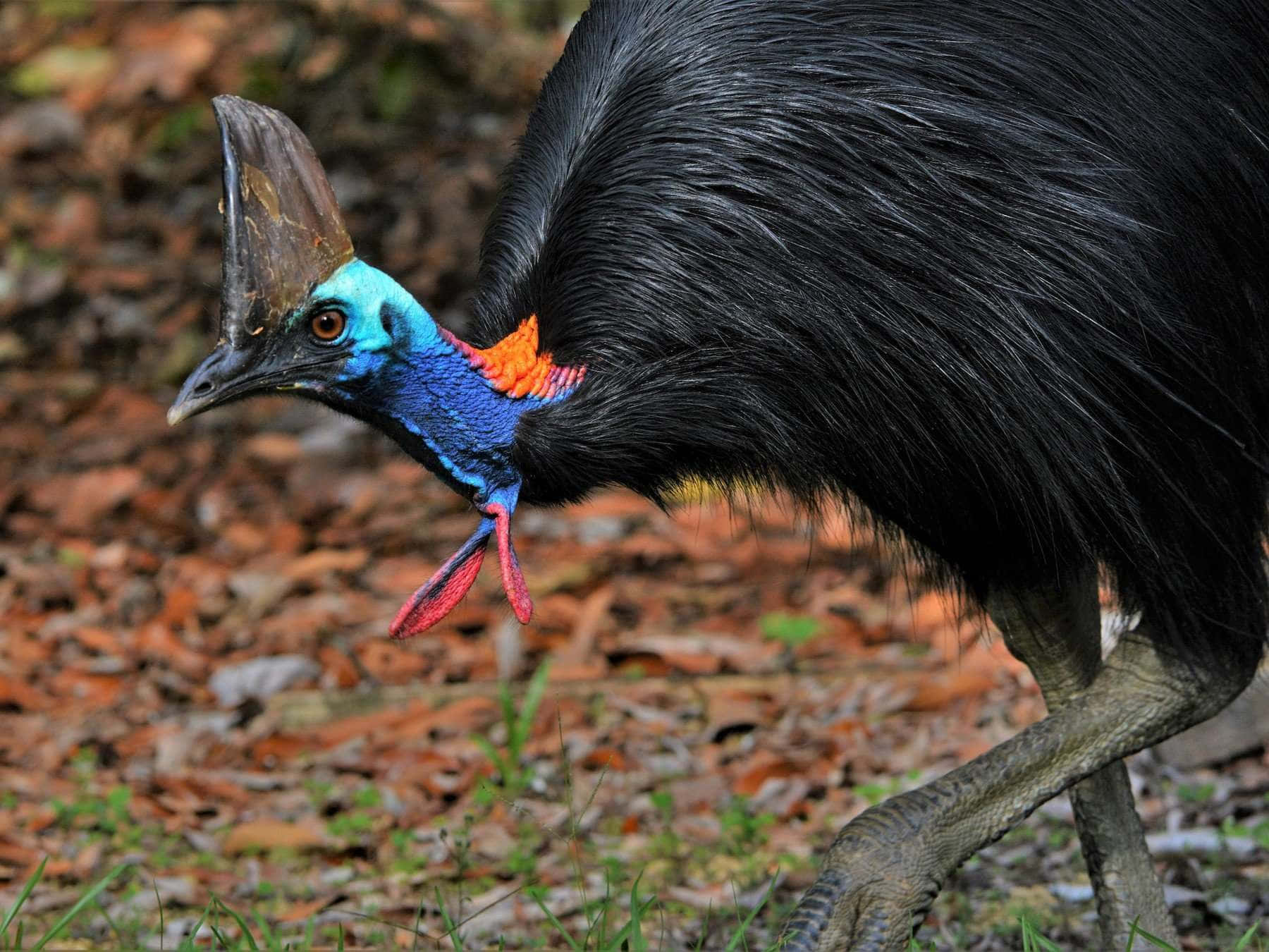 Colorful Cassowary, vibrant blue neck, red wattles, HD Desktop Wallpaper