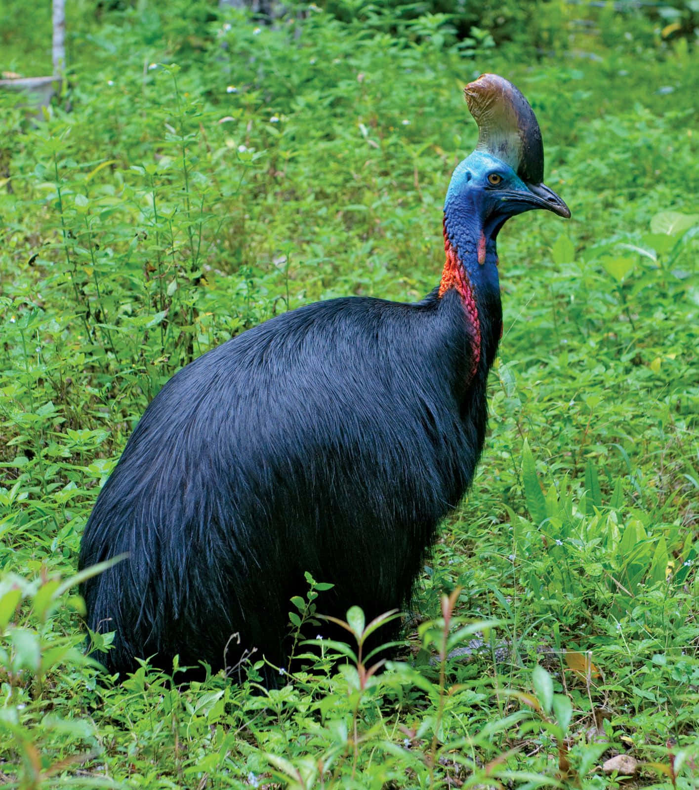 cassowary, iridescent blue neck, red wattle, HD Phone Wallpaper