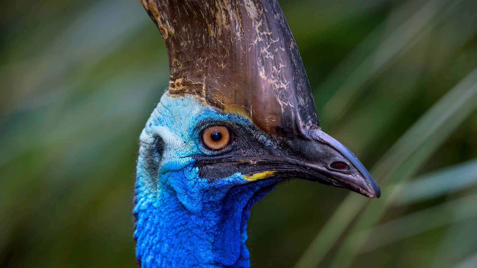 cassowary, blue neck, casque, Full HD Desktop Wallpaper
