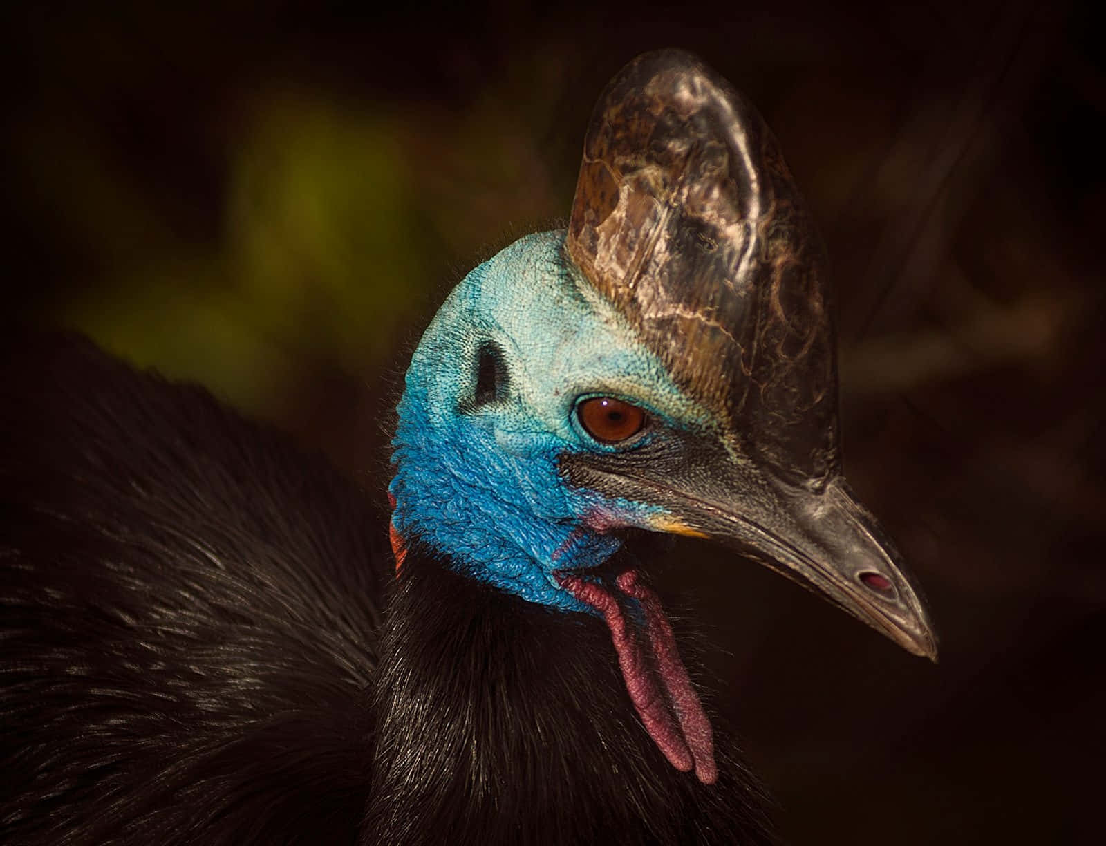 cassowary, vivid blue neck, helmeted head, HD Desktop Wallpaper