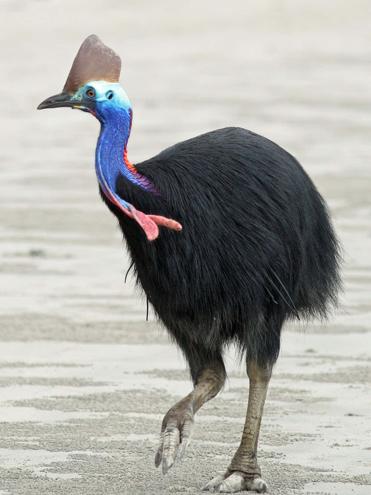 Colorful Cassowaryon Beach, cassowary, sandy ground, HD Phone Wallpaper