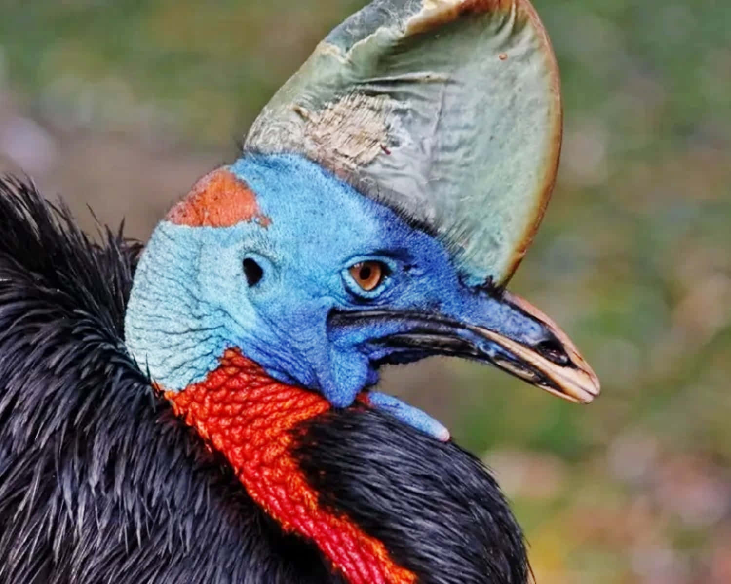 cassowary, vivid blue head, red wattle, HD Desktop Wallpaper