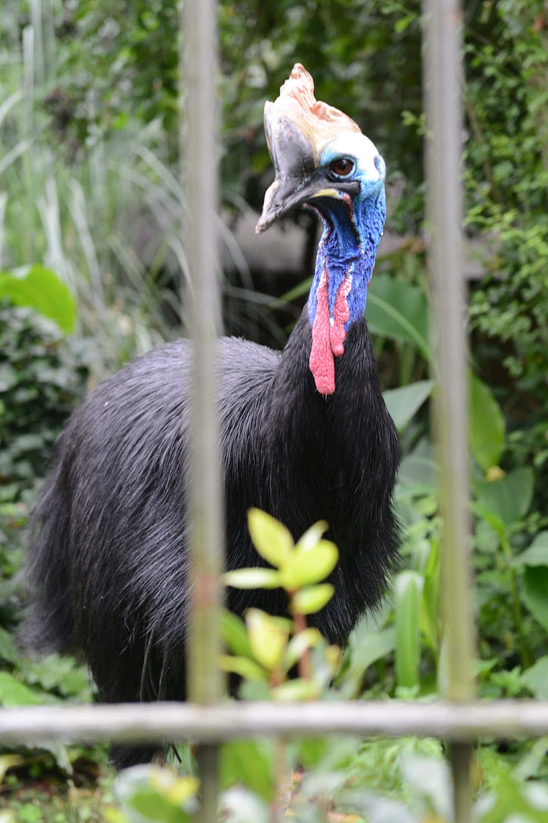 Cassowary, metal bars, lush green enclosure, HD Phone Wallpaper