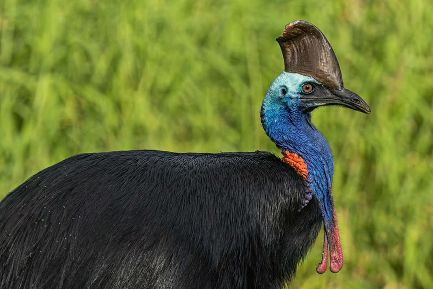 Cassowary, vibrant blue neck, red wattle, HD Desktop Wallpaper