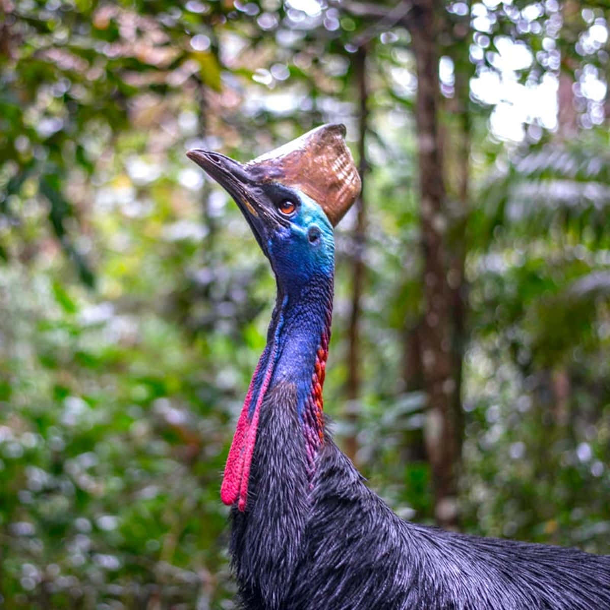 cassowary, lush green forest, vibrant blue neck, SD Desktop Wallpaper