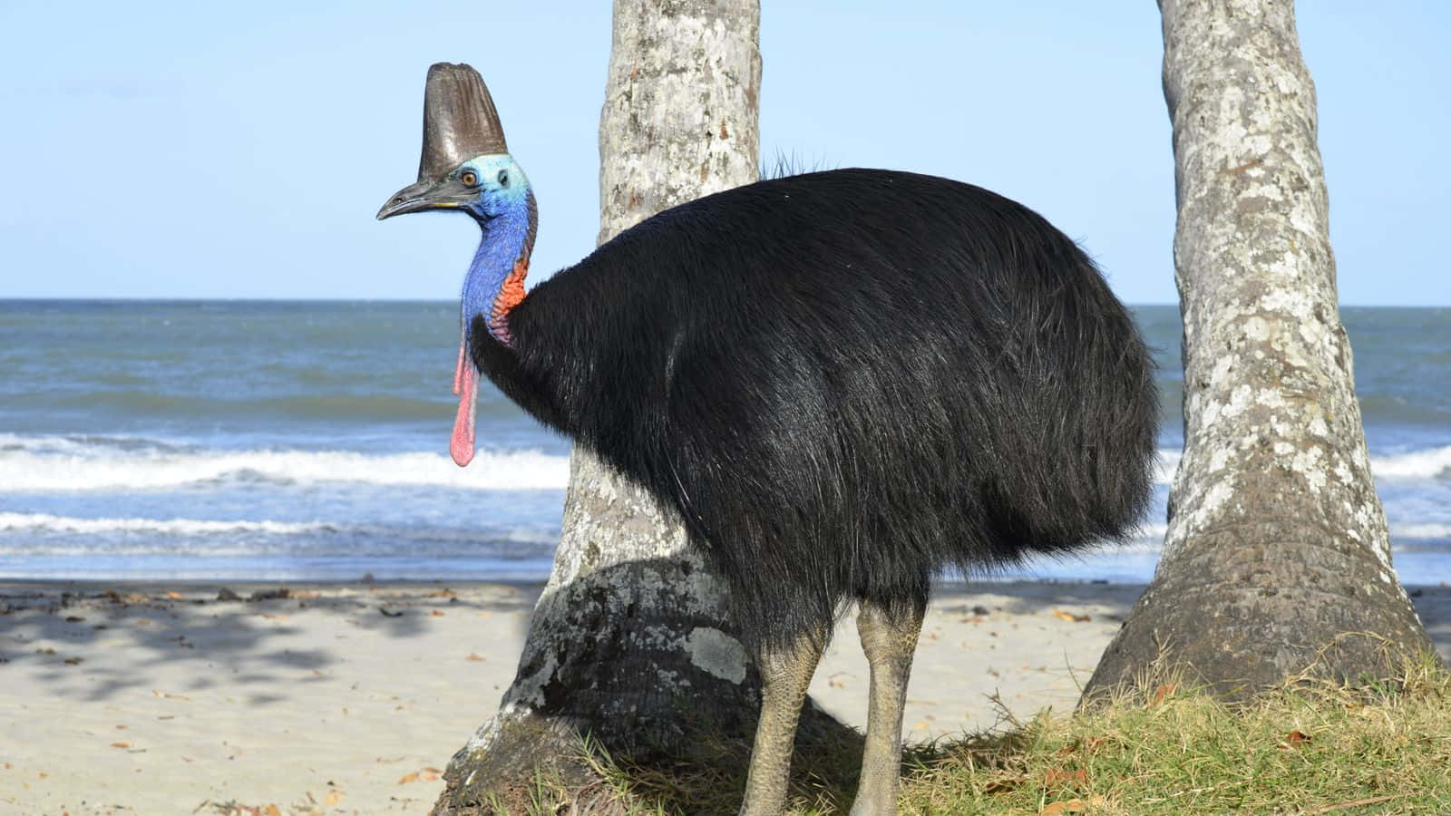 Cassowary, black cassowary, blue neck, HD Desktop Wallpaper